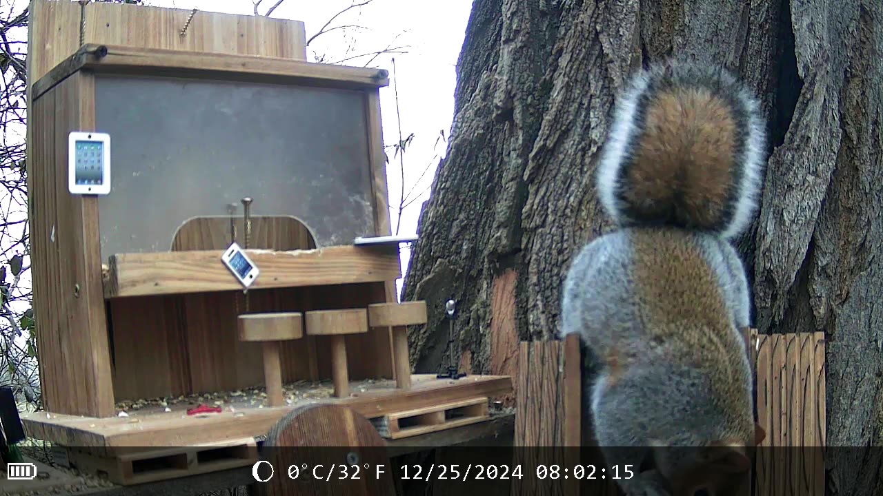 Rocky the (not so flying) Squirrel! - Radio Tree Nut City (Behind the Scenes)