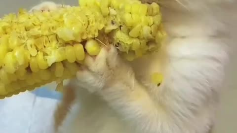 Cat Eats Sweet Corn 😂 | Cutest Snack Time Ever! #FunnyCat #SweetCornSnack