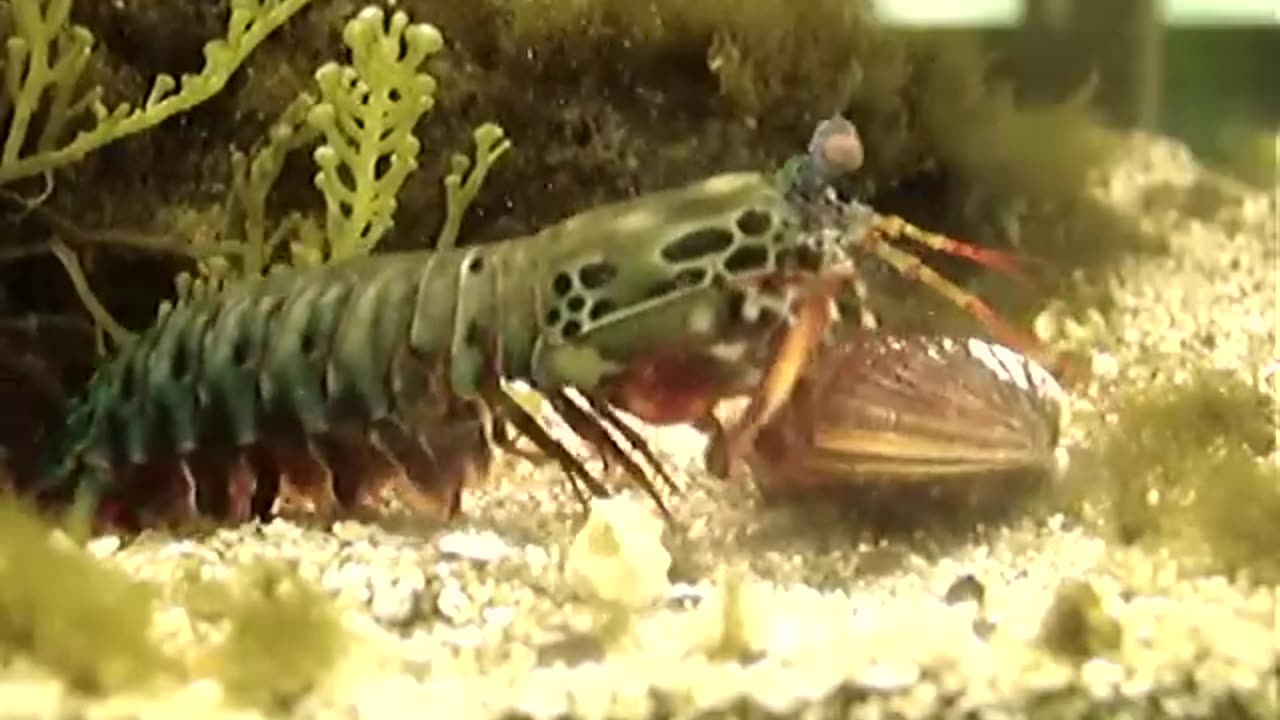 Mantis Shrimp destroys clam