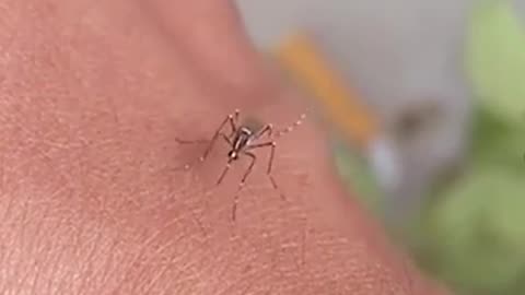 Mosquito Tasty Blood