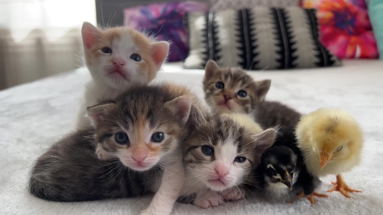 Baby Kittens and Tiny Chicks