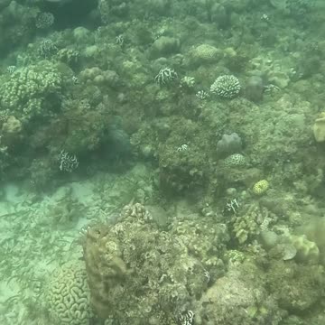 Christmas Eve Snorkeling Adventure