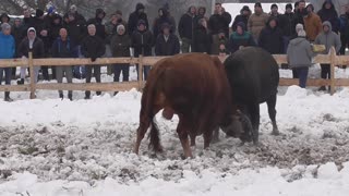 Zlatonja od Jurčevića vs Brizan od Šabanovića Vitez 2024