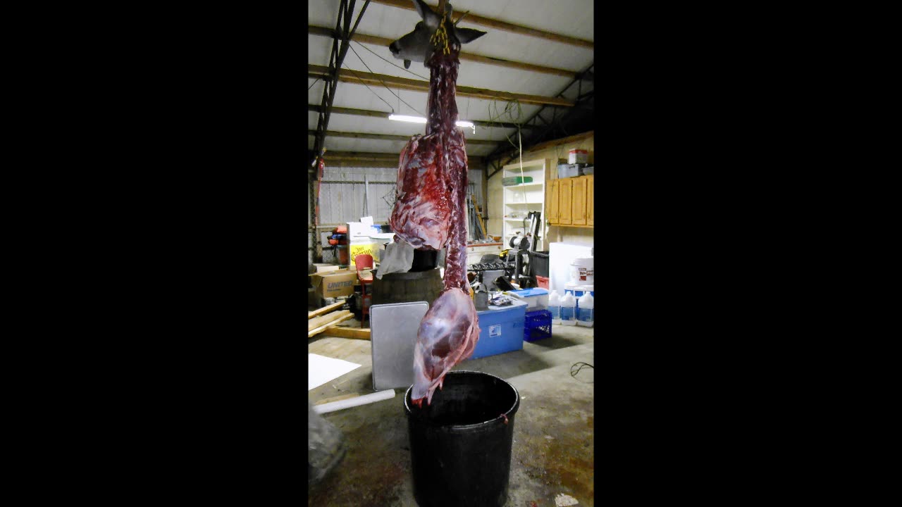 Pew Pew, Schrade Knife Test & Draw and Quarter Eliot (GRAPHIC CONTENT WARNING) 11.19.2025