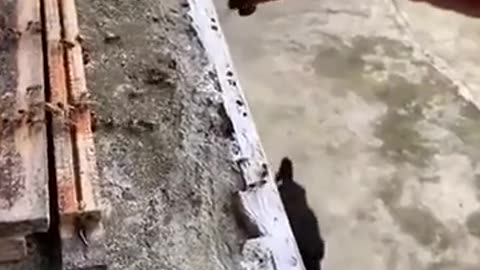 🧠✨ Watch This Bee-Keeper Safeguard His Bees From Hornets! | FeedMyCuriosity
