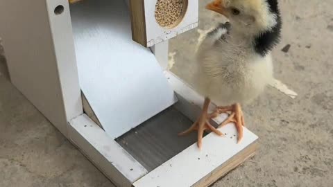 The chicks are also enjoying a buffet.