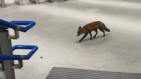 Mr. Fox Needs to Catch His Train