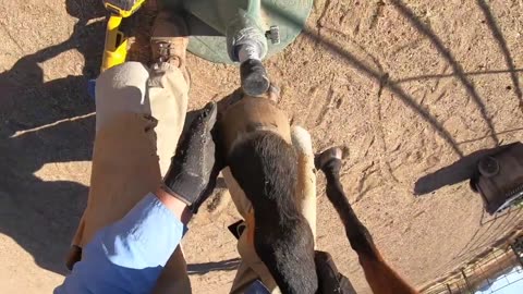 Trimming an OTTB Mare with Thin Soles: Hoof Care Tutorial