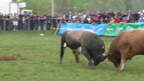 Peran od braće Bralić vs Cvitan od Vitića Dicmo 2025