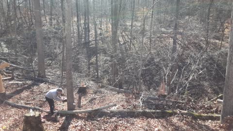 Chris Taking Down Another Twin Tree – Thanks Chris!