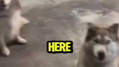 Must Watch: Craziest Dog Trick 🐶