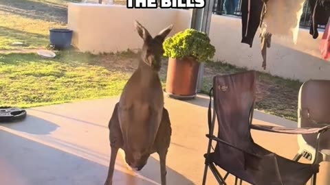 Kangaroos in Australia visiting home