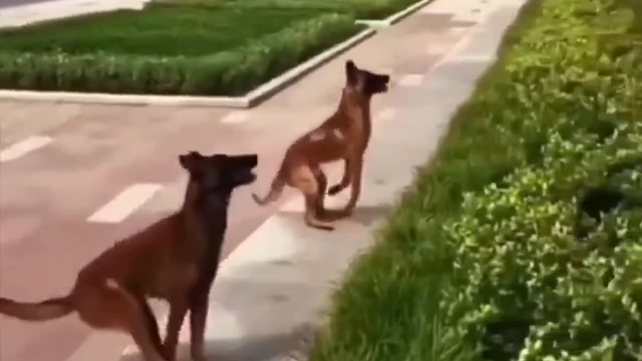 Synchronized jump.. 👌