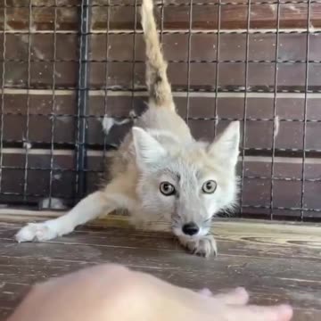 Tibetan fox with the soul of a kitty cat 😍