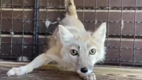 Tibetan fox with the soul of a kitty cat 😍