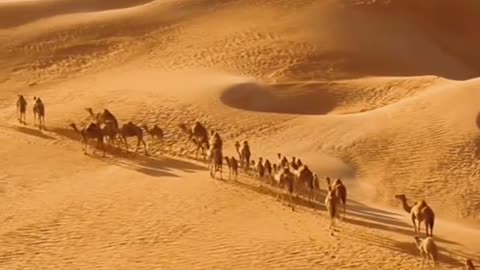 "Nomad for a Day: Living the Desert Life"