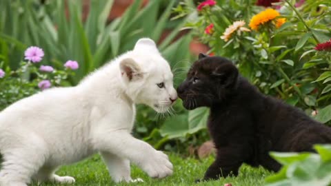 Two Cute Black & White Baby Cat