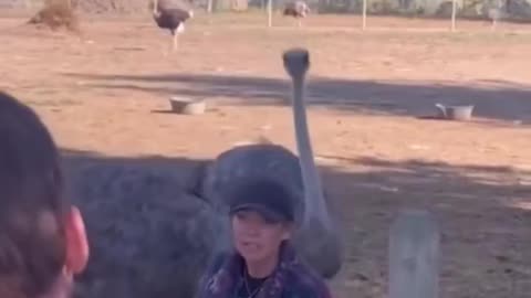 The Real Reason Why the Canadian Government Killed All Those Ostriches