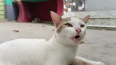 Adorable Cats Meowing for Food and Enjoying Lazy Moments | Must-See Cuteness Overload!