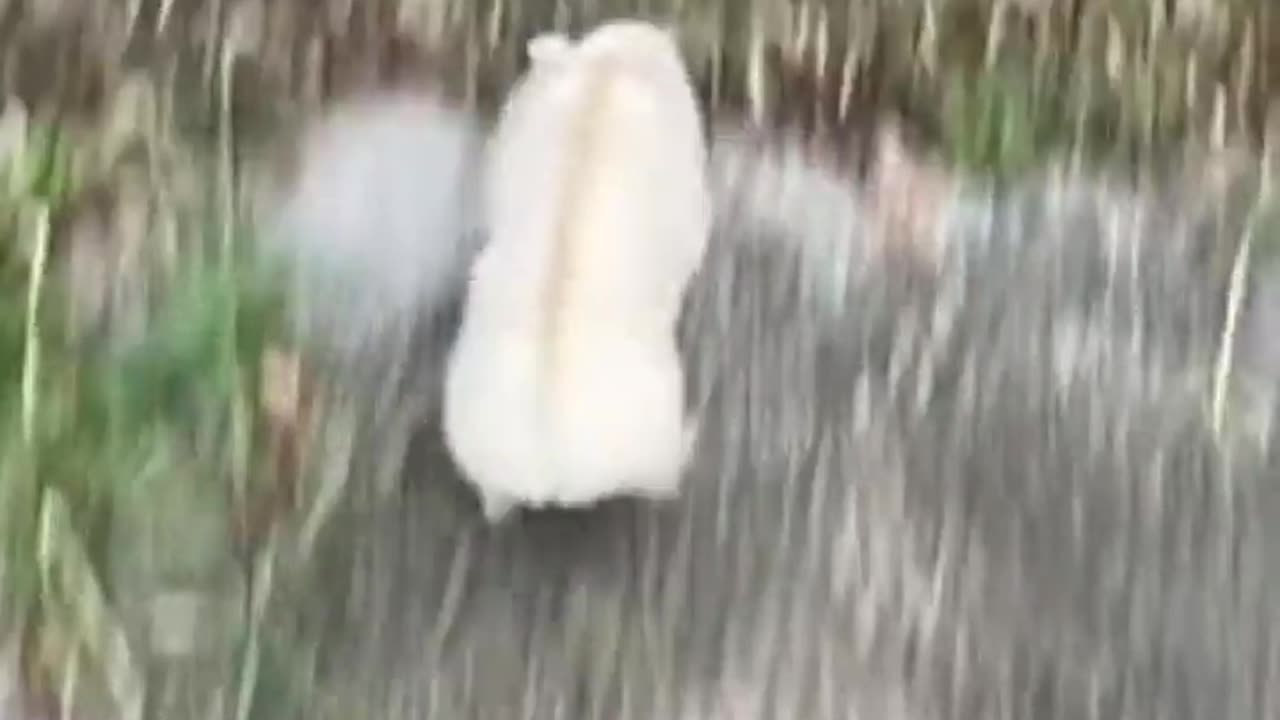 🤣🐭 Hamsteminem! | FunFM