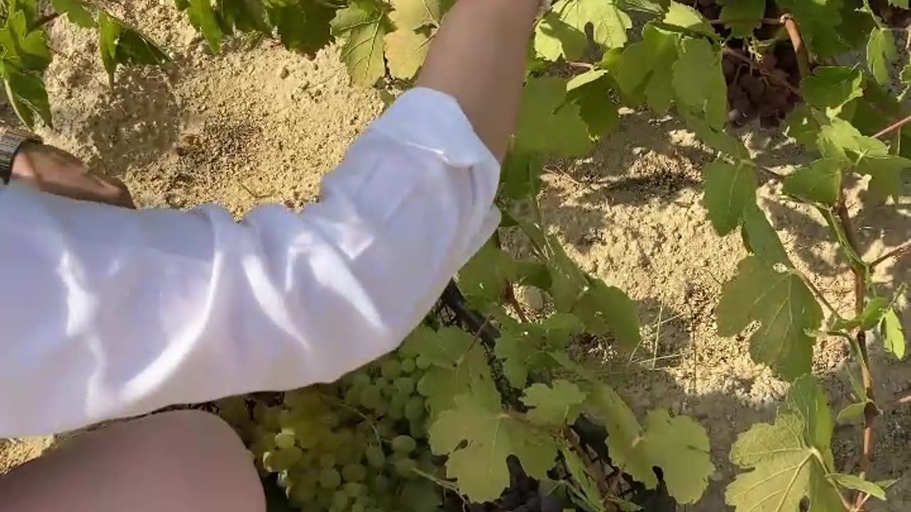 The Reward of Obedience 🍇