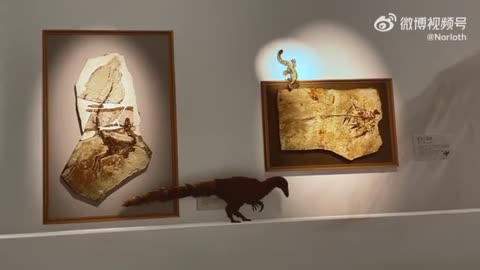 前几天去看中国恐龙大展，馆内这个投影效果真的好逼真