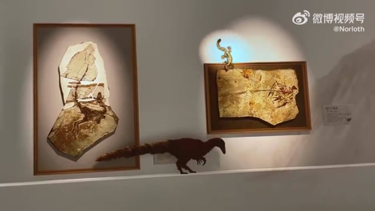 前几天去看中国恐龙大展，馆内这个投影效果真的好逼真