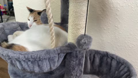 Upgrade Your Cat’s Life with This Cozy Three-Layer Cat Tree – Hammocks Included!
