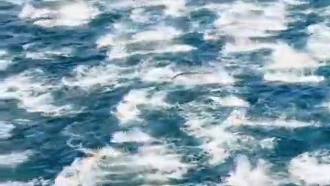 🤯✨ You Won't Believe 5000 Dolphins Stampede in San Diego! | FeedMyCuriosity