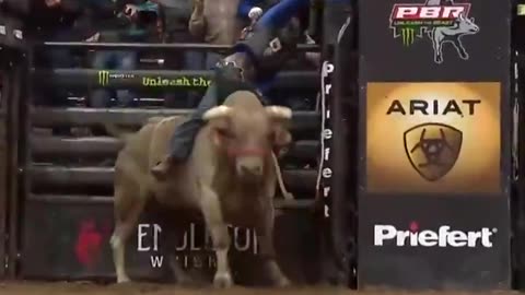 Insane Bull Ride