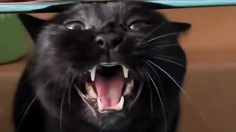 black cats