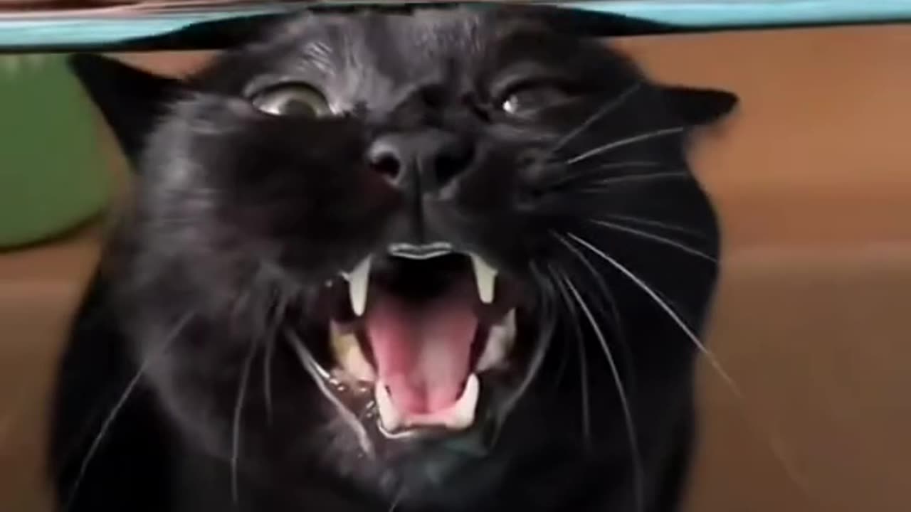 black cats