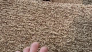 😂🐾 Watch This Dog's Hilarious Paw-to-Hand Combat! | FunFM