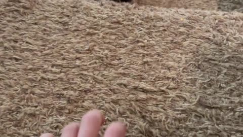 😂🐾 Watch This Dog's Hilarious Paw-to-Hand Combat! | FunFM