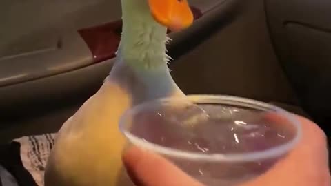 Funny Duck