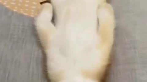 Sleeping Time 🐈🥰♥️