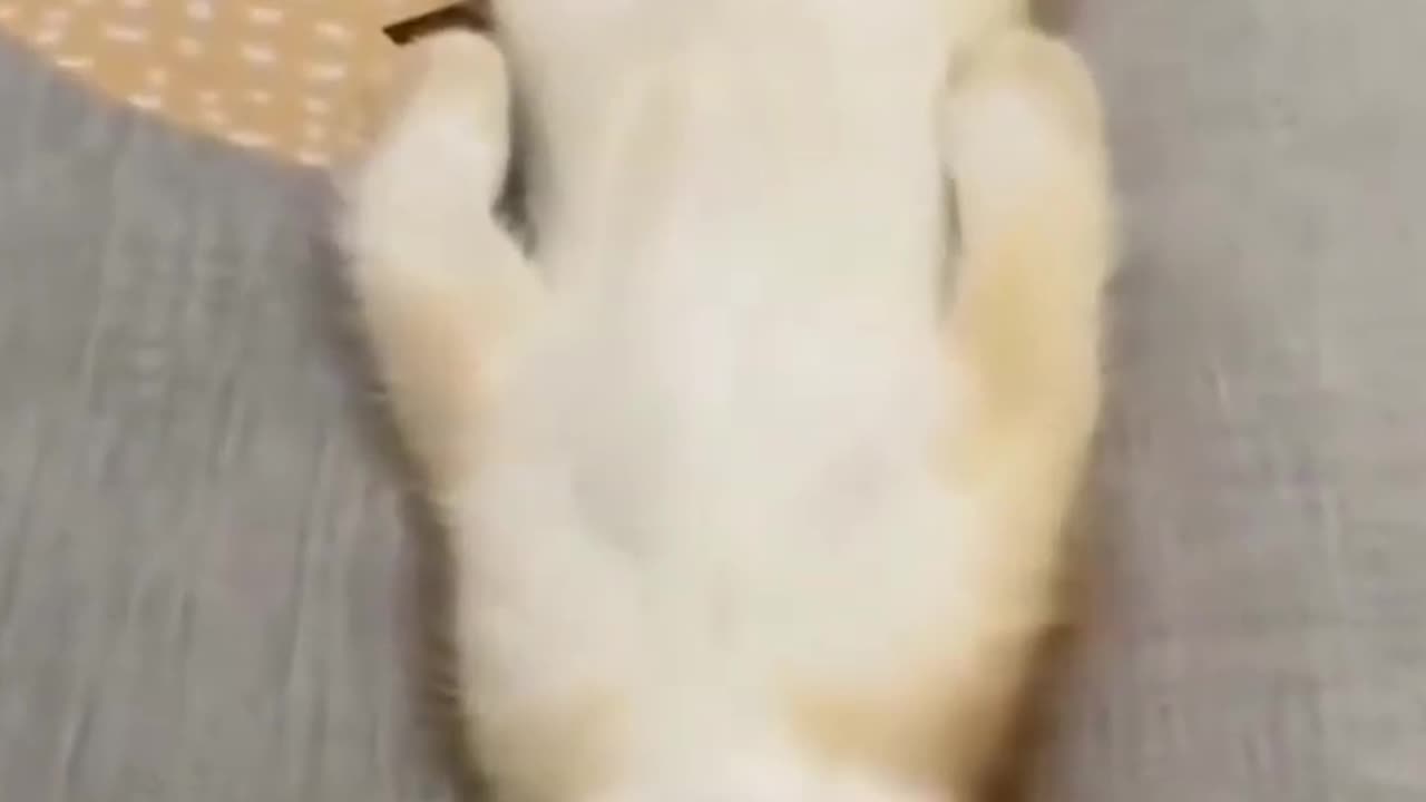 Sleeping Time 🐈🥰♥️