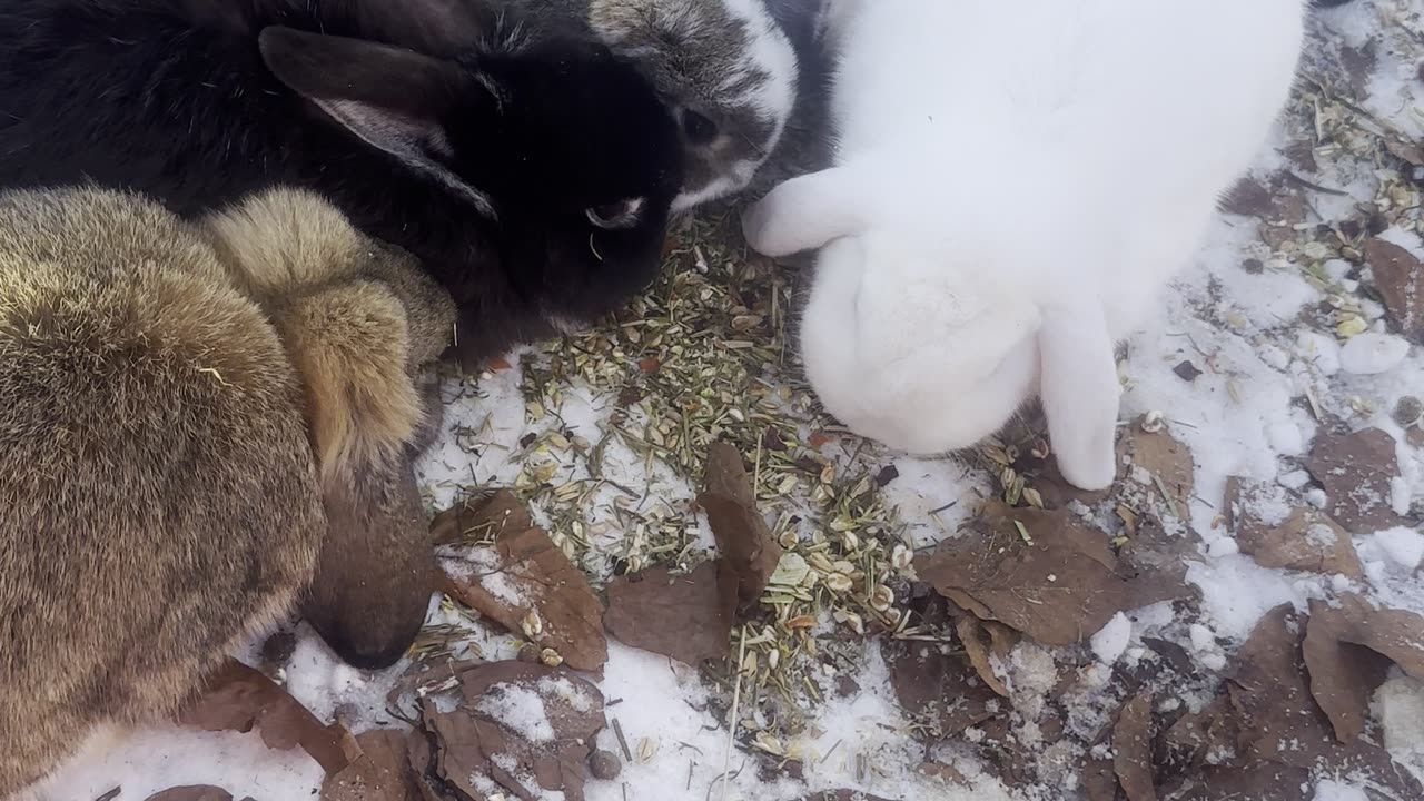 Happy Bunny Snack Moment