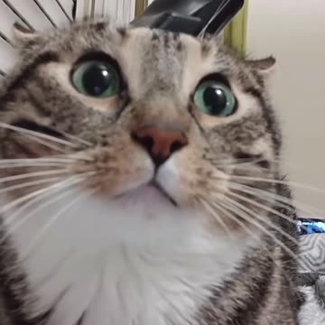 Vacuum massage and stress remover 😂