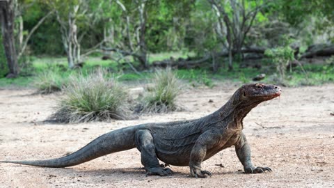 Meet the King of Lizards: The Komodo Dragon