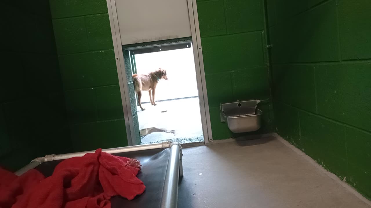 Charlie 10mos. Pet Id 949376 kennel 10 HSSAZ shelter he was kinda untrusting of me today2025112185