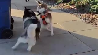 The Pup Connection ✍ | FunFM
