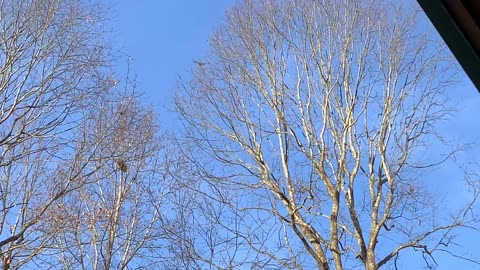 NW NC at The Treehouse 🌳 Two hawks moved in after Hurricane Helene destroyed their previous nest