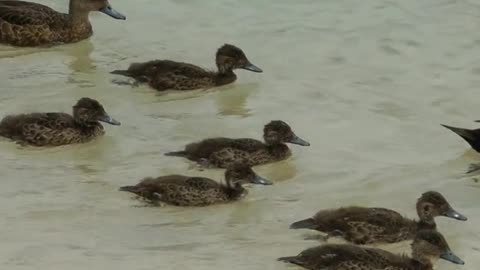 Duck vs Goose: Can You Spot the Difference? #WildlifeEducation, #AnimalKingdom,