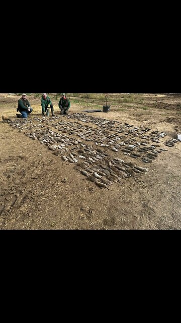 I love watching the rat dogs hunt it's amazing and beautiful amazing jununes