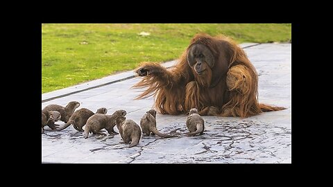 You Will Die Laughing at These FUNNY Animals 🤣 | Funniest Animal Video 2025 🐶🐱