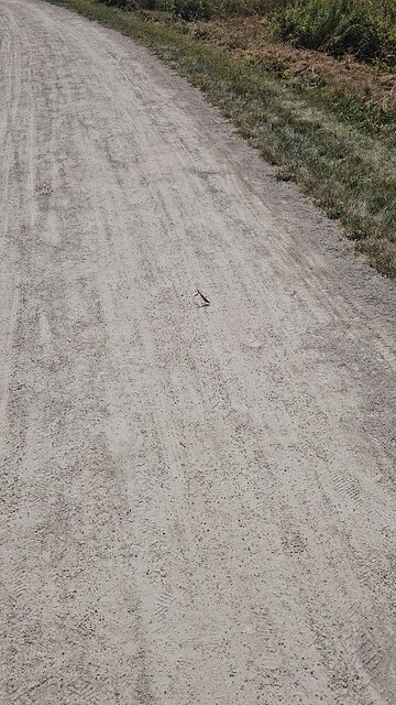 A Praying Mantis Joins me on the Trail