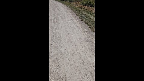 A Praying Mantis Joins me on the Trail