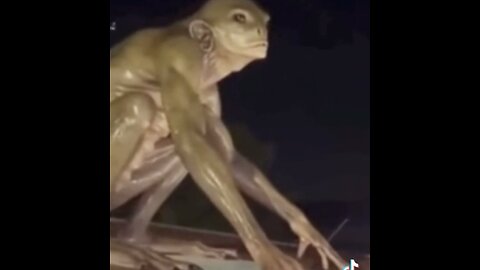 UNUSUALLY VIVID ALIEN FOOTAGE / FOLLIES