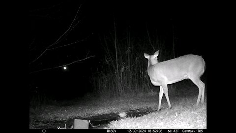 Deer Cam 12-30-2024 Spooked